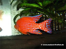 Aulonocara Firefish Malawi